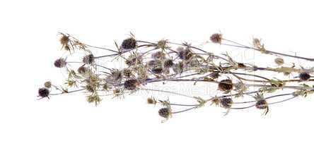 Medicinal herbs, thistle, (Carduus)