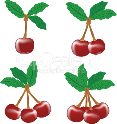 perfect sweet cherries with the leaf isolated