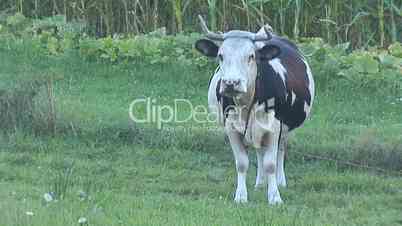 cow 4