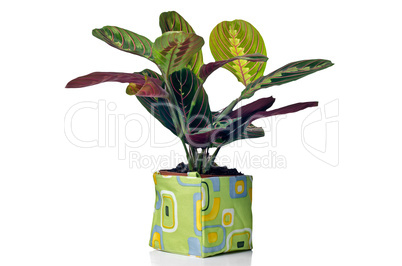 Houseplant