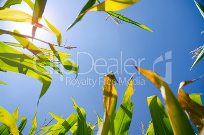 Corn Stalks