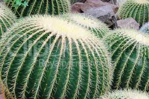 Kaktus Schwiegermuttersessel - Golden Barrel Cactus 01