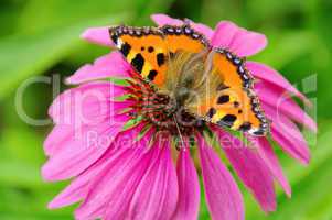 Kleiner Fuchs auf Purpursonnenhut - Small Tortoiseshell on Purple Coneflower 03