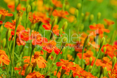 Tagetes 23