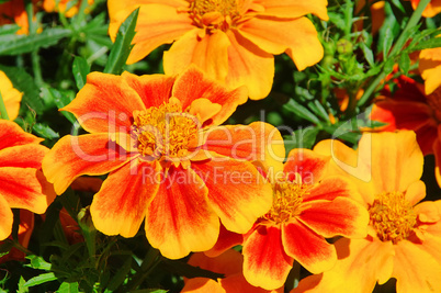 Tagetes 24