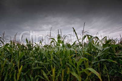 Maisfeld und Regenwolken