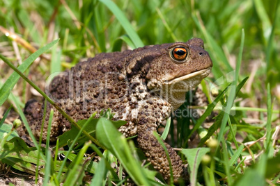 common toad bufo bufo