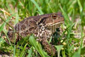 common toad bufo bufo