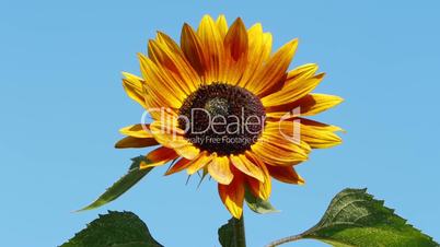 Orange sunflower