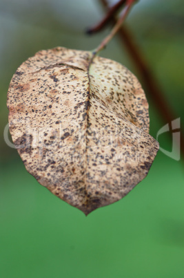 brown leaf