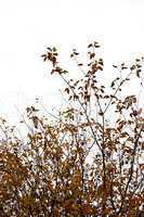 brown leaf tree branches white background