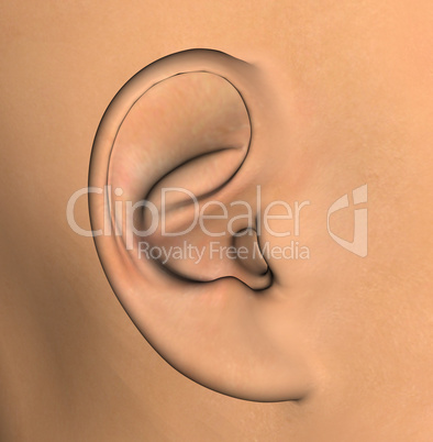 human ear illustration