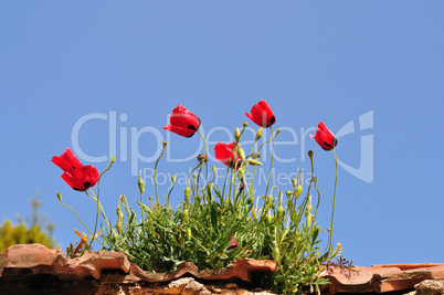 poppy flowers on rooftop