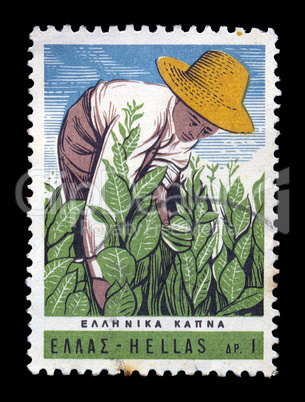tobacco harvest vintage postage stamp