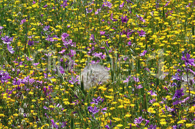 field of wild flowers in the spring