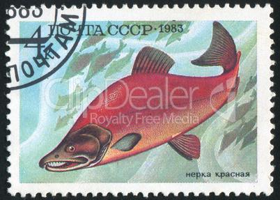 poststamp fish