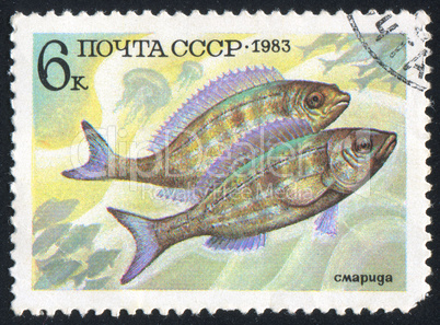 poststamp fish