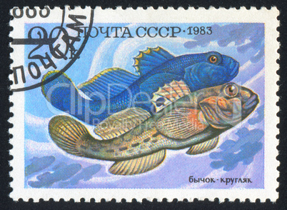 poststamp fish