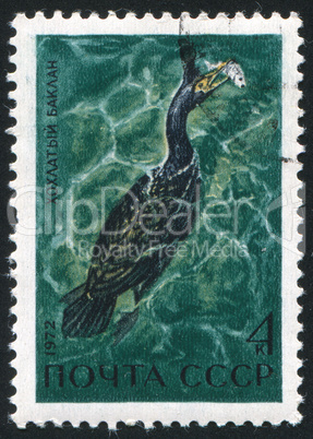 Cormorant