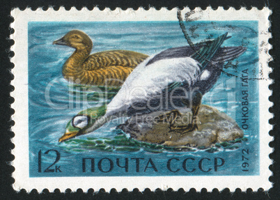 Spectacled eiders