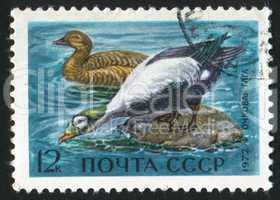 Spectacled eiders