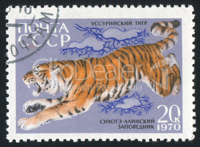 tiger