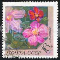 poststamp flower