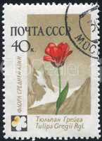 poststamp flower
