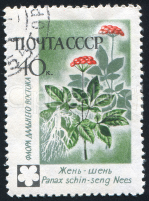 poststamp flower