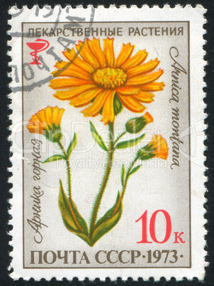 poststamp flower