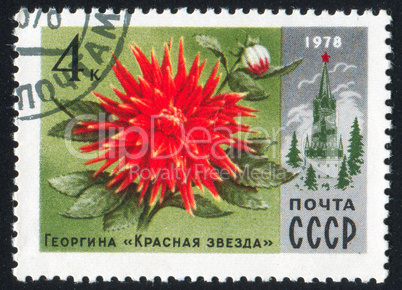 poststamp flower