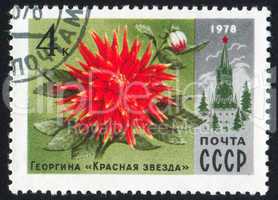 poststamp flower