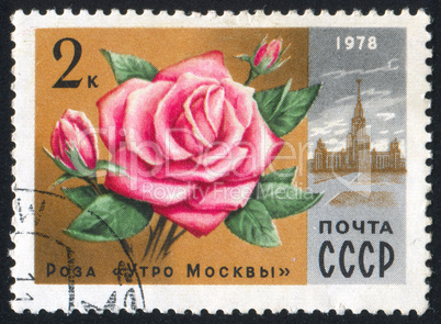 poststamp flower