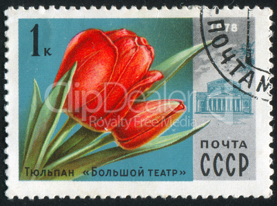 poststamp flower