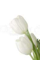 White Tulips