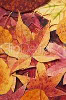 farbige Herbstblaetter
