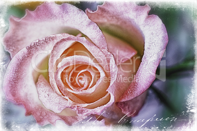 Rose mit Illustration