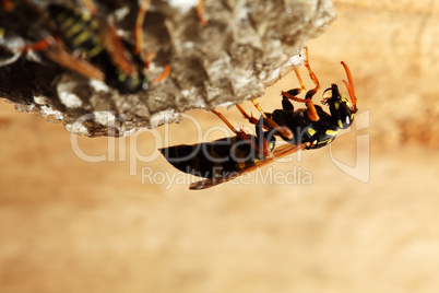 vespiary on the wall. (Hymenoptera)