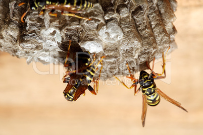 vespiary on the wall. (Hymenoptera)