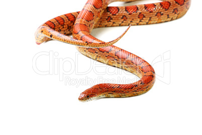 Corn snake (Elaphe guttata)