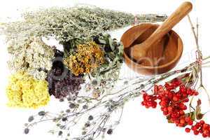 Medicinal herbs on the white background