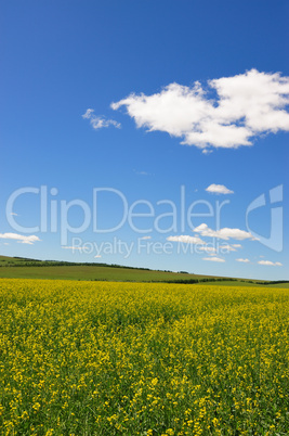 Rape flowers field