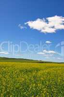 Rape flowers field