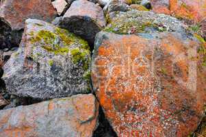 mosses on stones