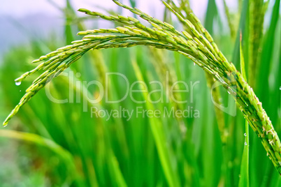 Field of rice seedlings