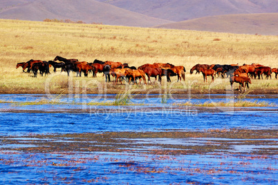 Landscape of lake and horses
