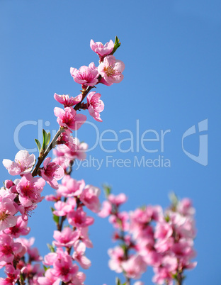 Pfirsich-Blüte (Prunus persica)