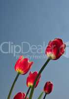 Rote Tulpen