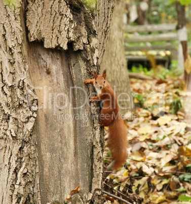 Red squirrel