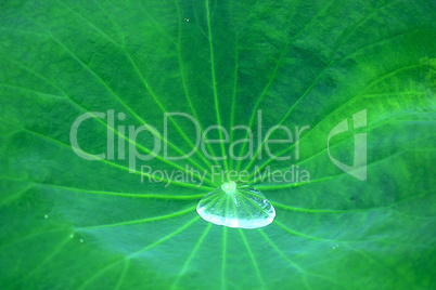 Water drop on leaf